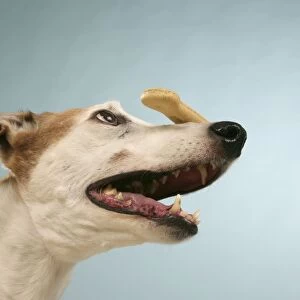 Dog - Greyhound with biscuit balanced on his nose