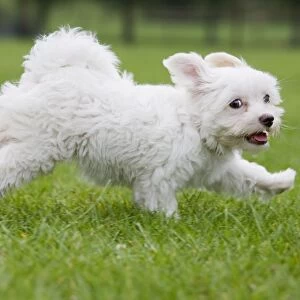Dog - Maltese puppy running in garden