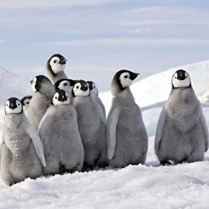 Emperor Penguins. Group of young standing together. Snow hill island Antarctica