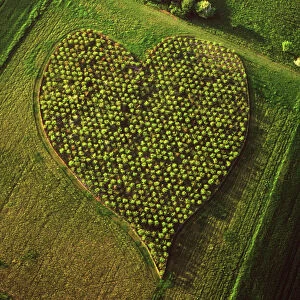 England - Aerial view, Heart Orchard, near Huish Hill Earthwork, Oare, Wiltshire