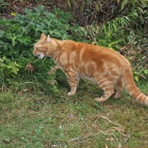 Ginger Cat - eating grass