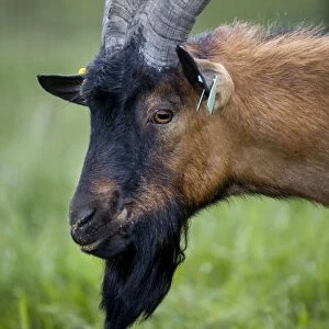 Goat - in meadow