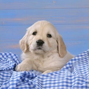 Golden Retriever Dog - puppy on blue gingham