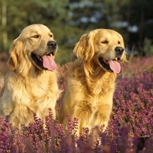 Golden Retriever Dog - x2 in heather