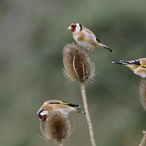 Goldfinches - 3 birds feeding on teasels Bedfordshire, UK