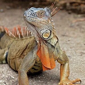 Green Iguana, Costa Rica Date: 19-03-2011