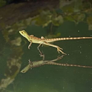 Green / Plumed Crested basilisk - young running across water Central America 005277