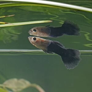 Guppy / Millionfish - male with reflection - tropical freshwater – variant - originally South & Central America 002746