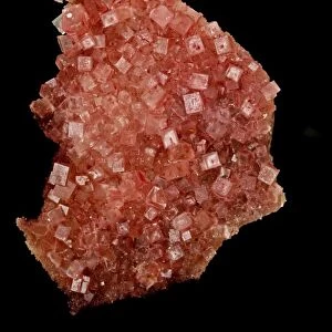 Halite - NaCl - Sodium chloride - Salt - Searles lake - California - USA - An ore of salt used for human consumption
