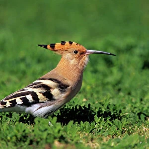 Hoopoe - bird searching for food on a lawn, Andalusia, Spain
