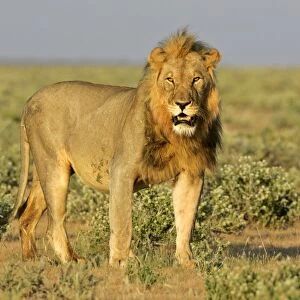 Lion front view of an adult male standing in savanna Etosha National Park, Namibia, Africa