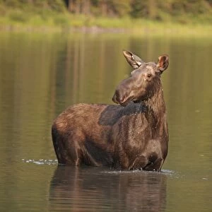 Moose - in water - Waterton Lakes National Park - Canada