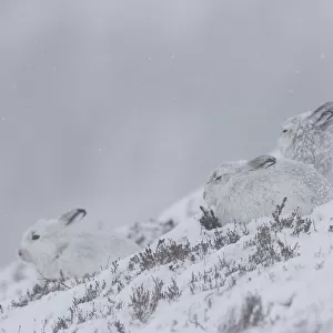 Mountain Hares winter 05, S-E Arndt