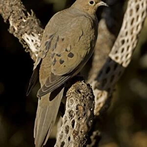 Mourning Dove - The common wild dove in North America - Eats seed-waste grain - fruits-insects - Plump fast-flying birds with small heads and low-cooing voices - Nods their heads as they walk. Arizona, USA