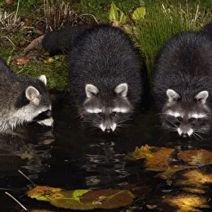 Raccoons - In garden pond at night, searching for food, autumn. Lower Saxony, Germany