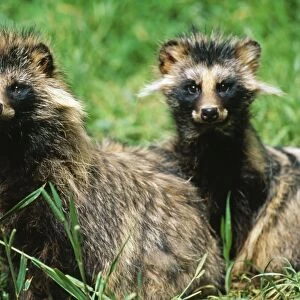 Racoon Dogs SM 1437 Two Racoons Nyctereutes procyonoides © S. Meyers / ARDEA LONDON