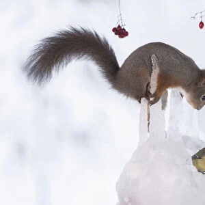 Red squirrel holding an icicle and looking at a titmouse