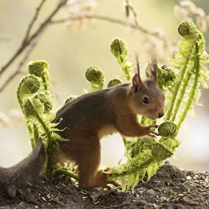 Red Squirrel stand between fern leaves
