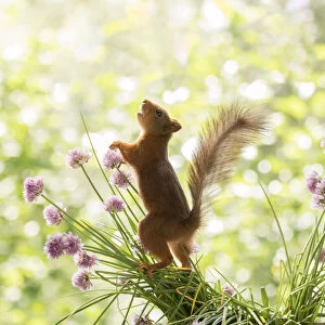 Red Squirrel standing between chives flowers