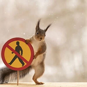 Red Squirrel standing with a No pedestrians road sign