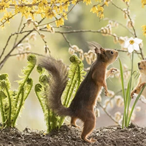 red squirrels are standing with flower Forsythia branches and narcissus