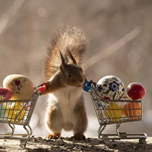 Red Squirrels standing behind shopping cart with eggs