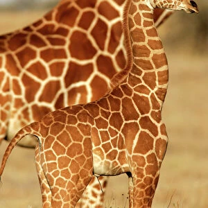 Reticulated Giraffe - baby. Samburu National Park - Kenya - Africa