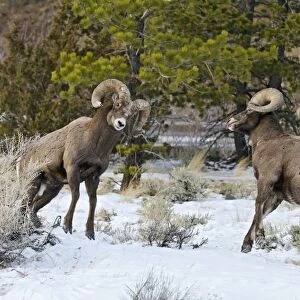Rocky Mountain Bighorn Sheep - rams fighting / head butting during fall rut - in Autumn snow - Rocky Mountains - Wyoming - USA _E7C2770