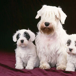 Sealyham Terrier - Dog and puppies sitting down
