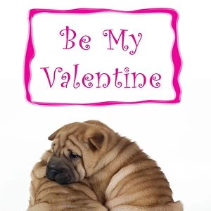 Shar Pei Dog 2 puppies under valentines sign