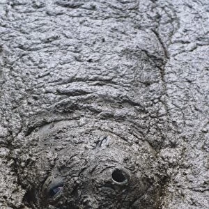 Southern elephant seal - cow in mud walllow
