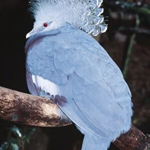Victoria Crowned Pigeon Threatened. Forests of Papua New Guinea
