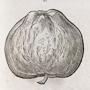 Apple, 16th century