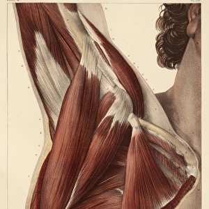 Armpit muscles, 1831 artwork