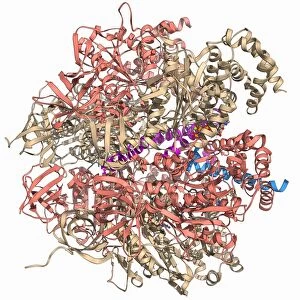 ATPase and inhibitor, molecular model F006 / 9448