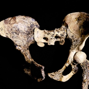Australopithecus africanus pelvis, STS-14 C015 / 6919