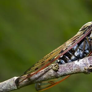Cicada, Borneo C013 / 4994