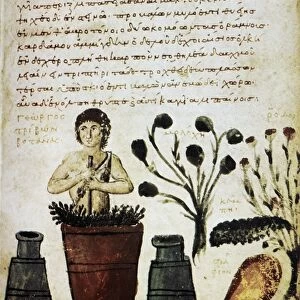 Herbal medicine, 10th century