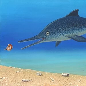 Ichthyosaur and prey, artwork