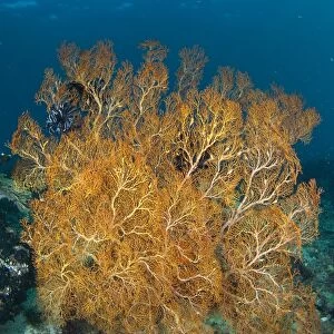 Large orange sea fan in Indonesia