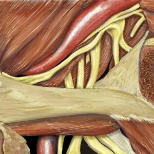 Left shoulder nerve plexus, artwork C016 / 6814