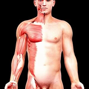 Male musculature, artwork F008 / 1486
