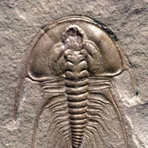 Olenellus gilberti trilobite fossil