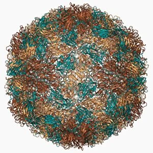 Rhinovirus capsid, molecular model F006 / 9490