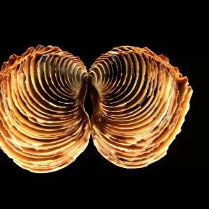 Venus clam shell C019 / 1306