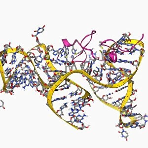 Viral RNA packaging signal complex F006 / 9609