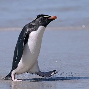 Western rockhopper penguin