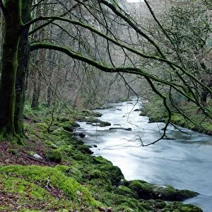 Woodland river
