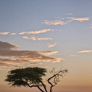 Acacia tree and clouds at dawn, Ngorongoro Conservation Area, UNESCO World Heritage Site