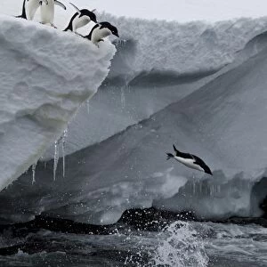 Adelie penguins (Pygoscelis adeliae), Port Martin, Antarctica, Polar Regions